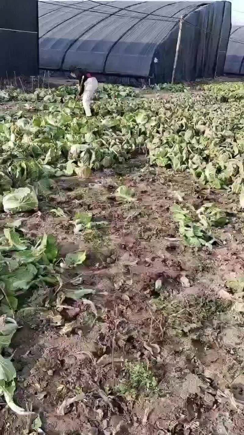 娃娃菜