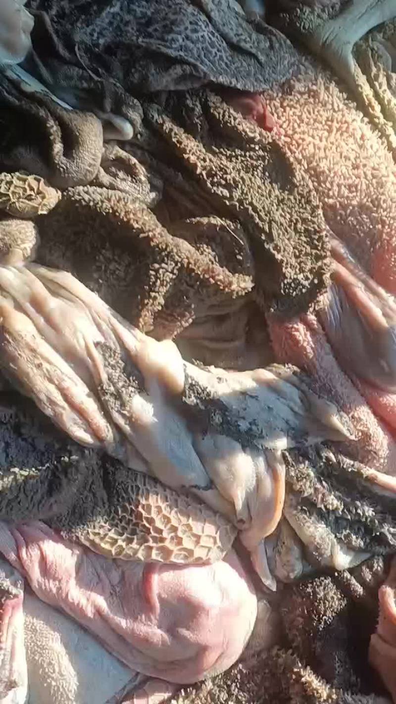 羊肚