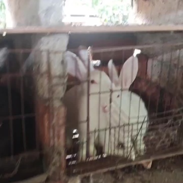 重庆活肉兔