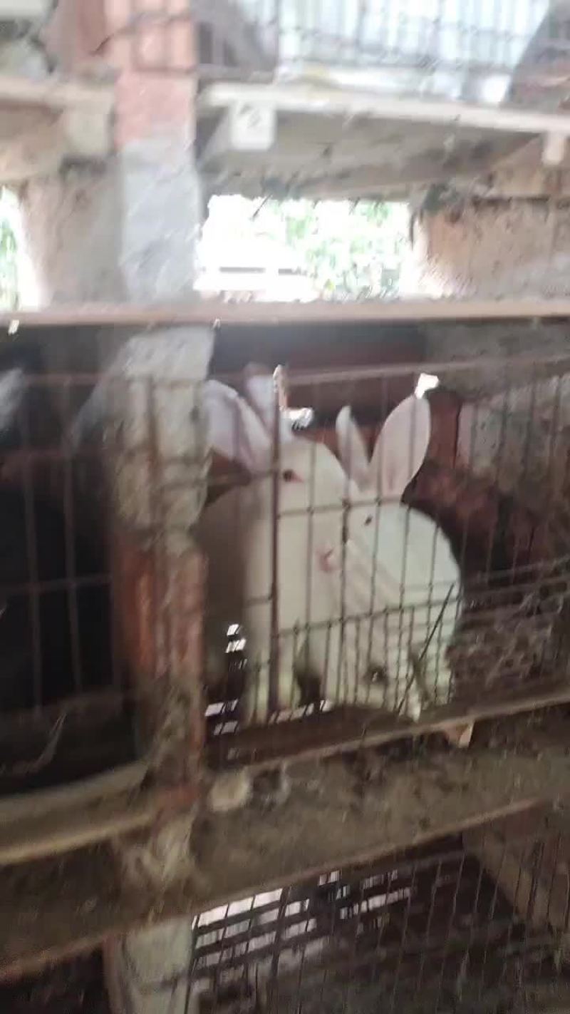 重庆活肉兔