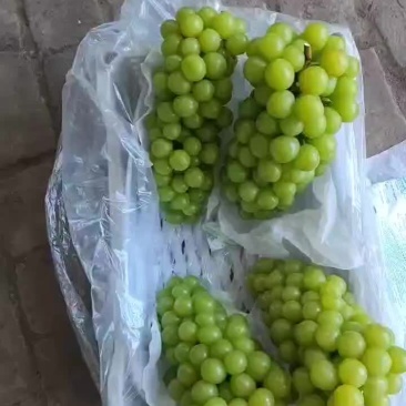 电商货阳光玫瑰口感甜不掉粒