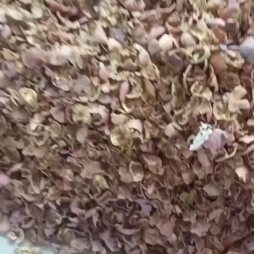 石榴皮：无霉变无虫蛀：无籽：产地直供；