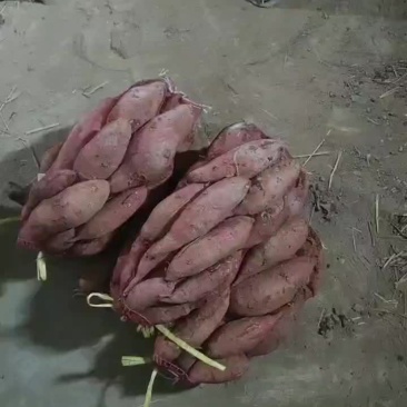 精品济薯26