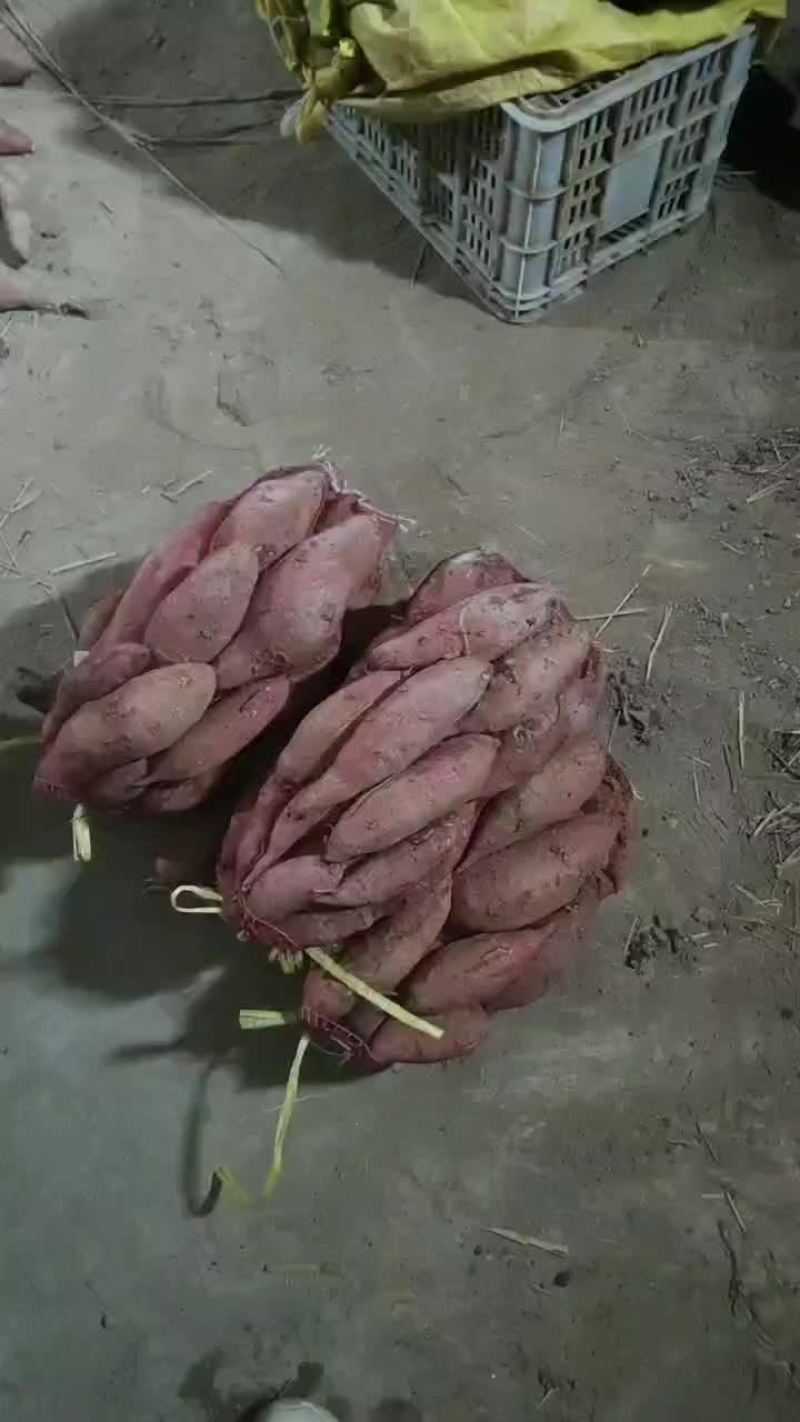 精品济薯26