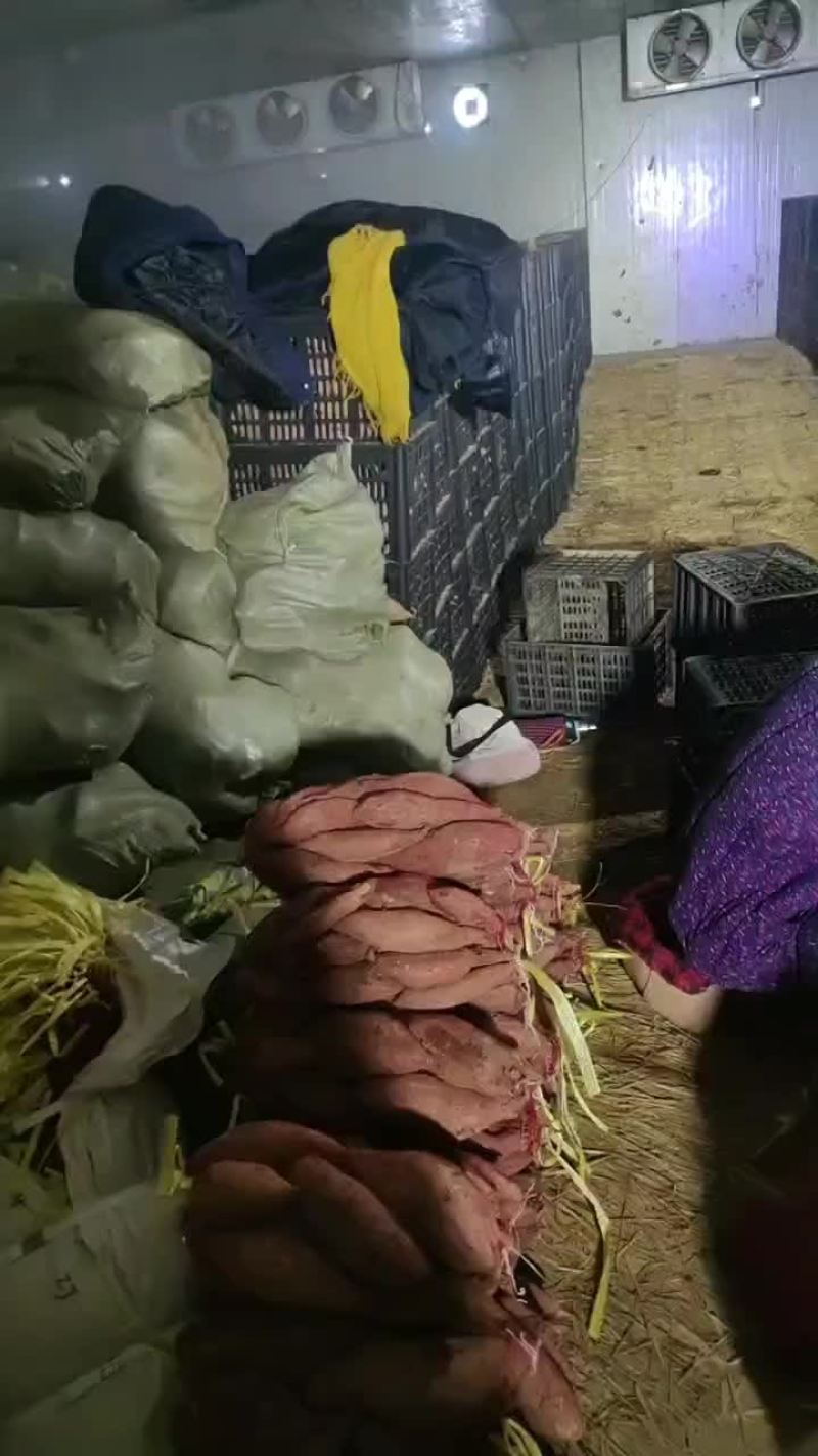 精品济薯26