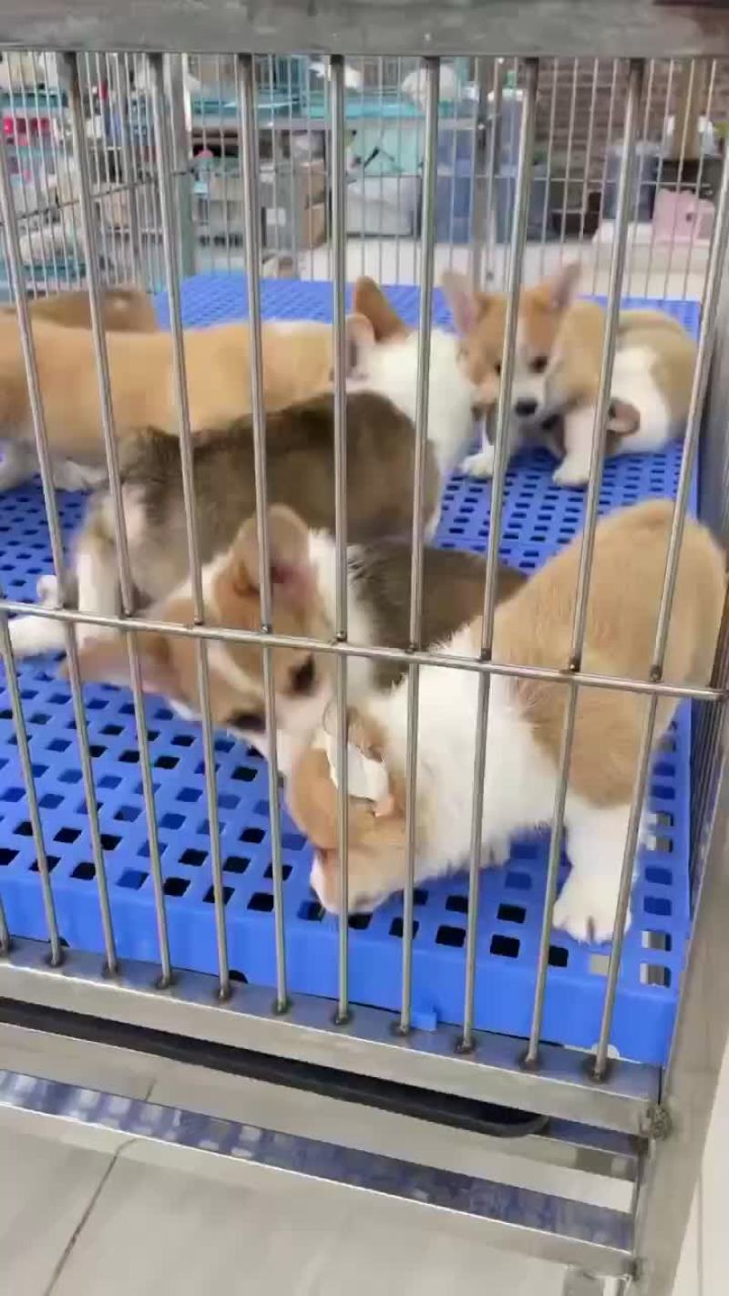 精品柯基幼犬