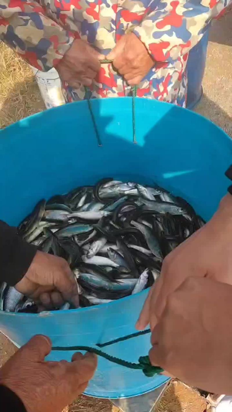 马口鱼