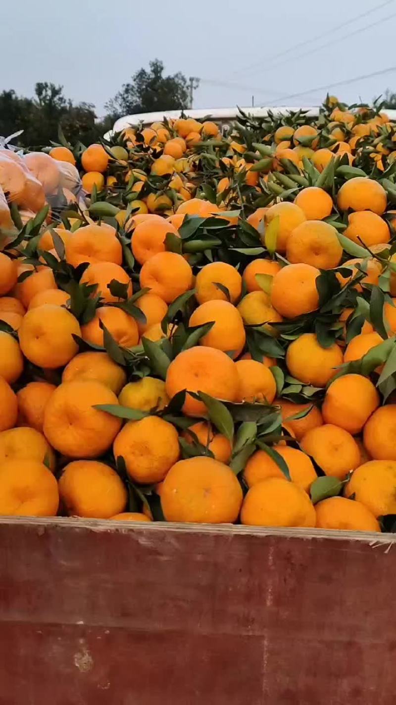 椪柑