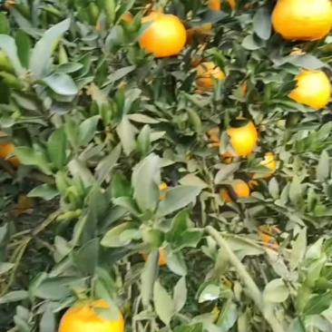 椪柑