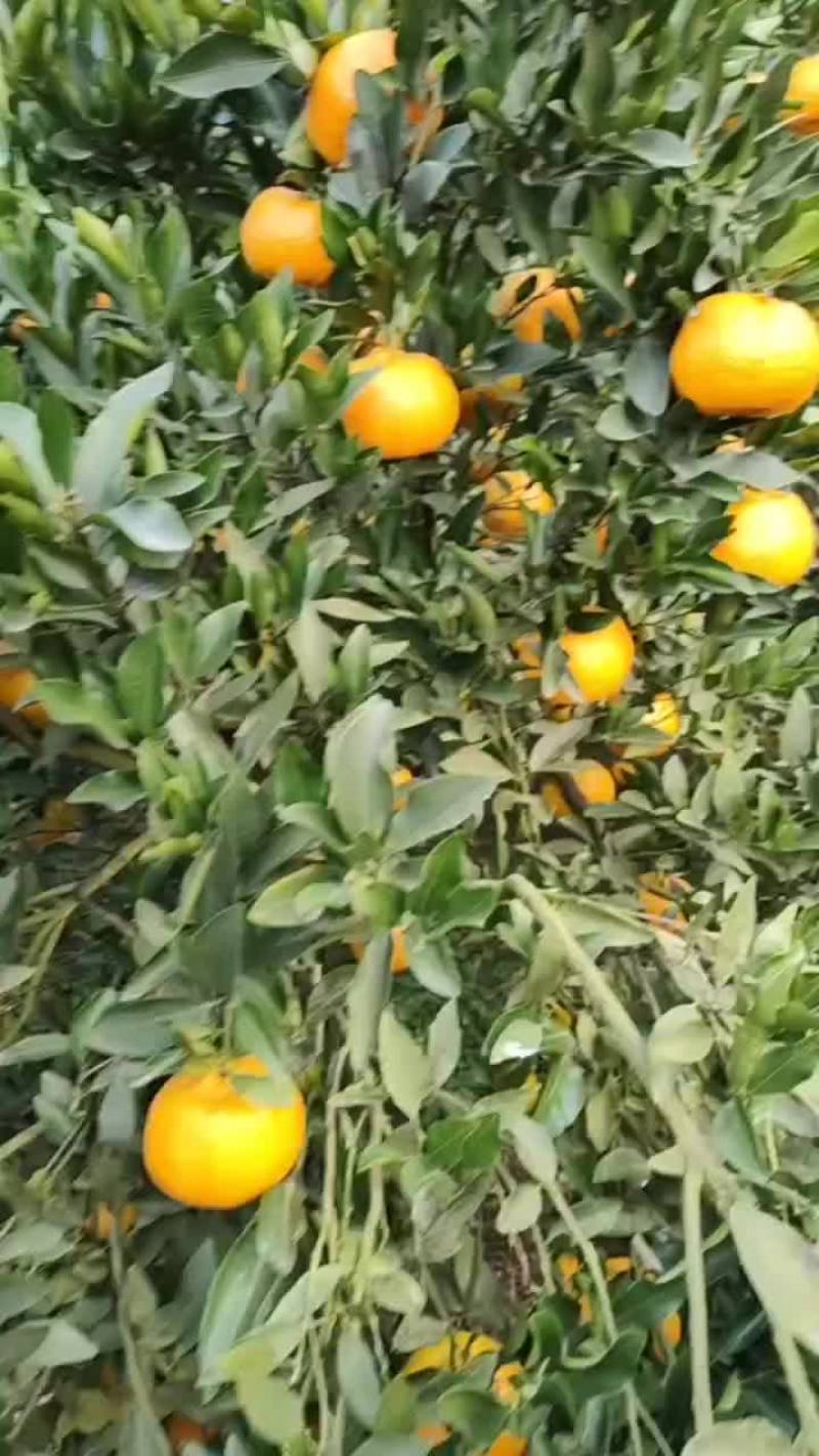 椪柑