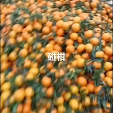 椪柑