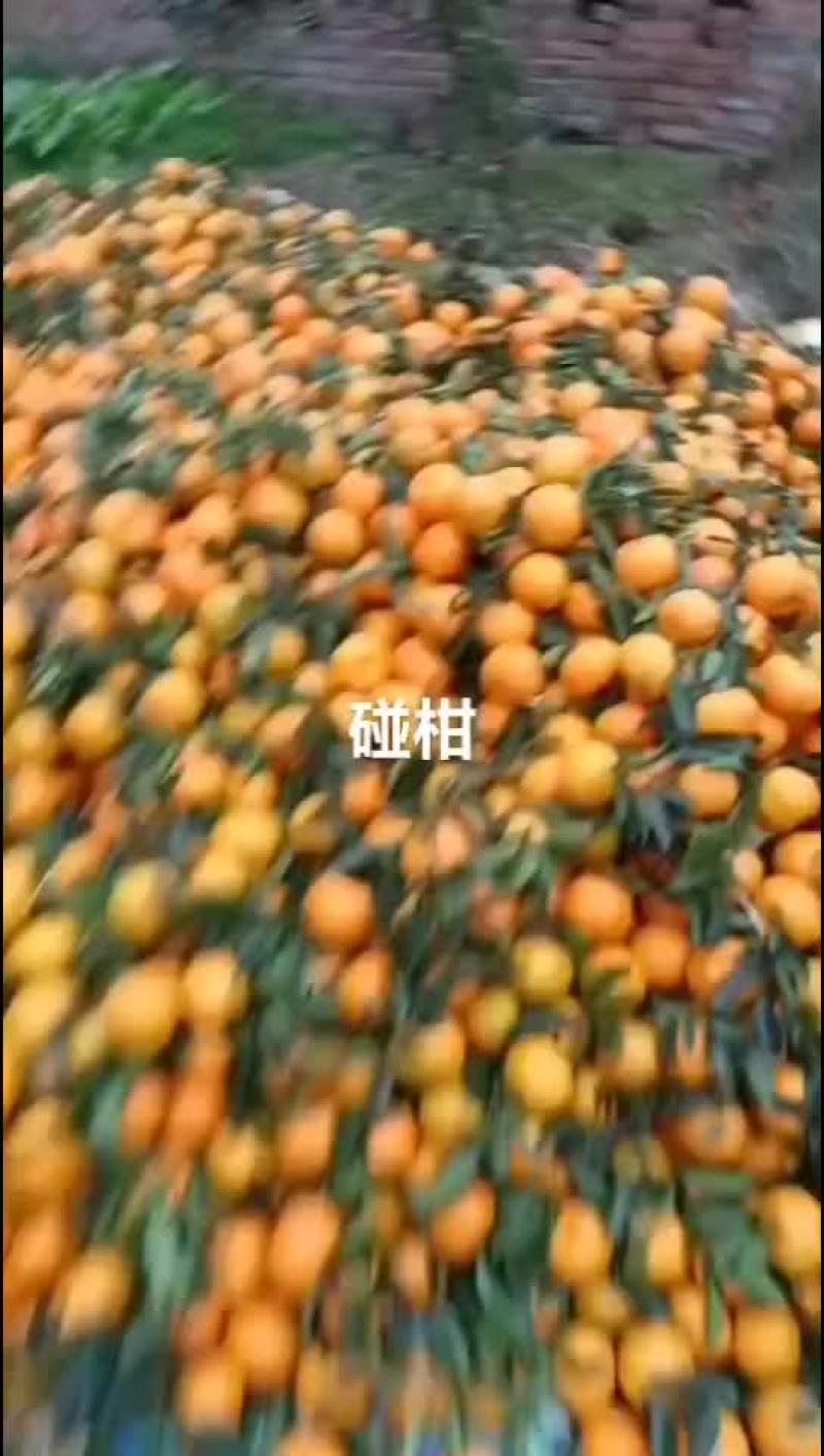 椪柑