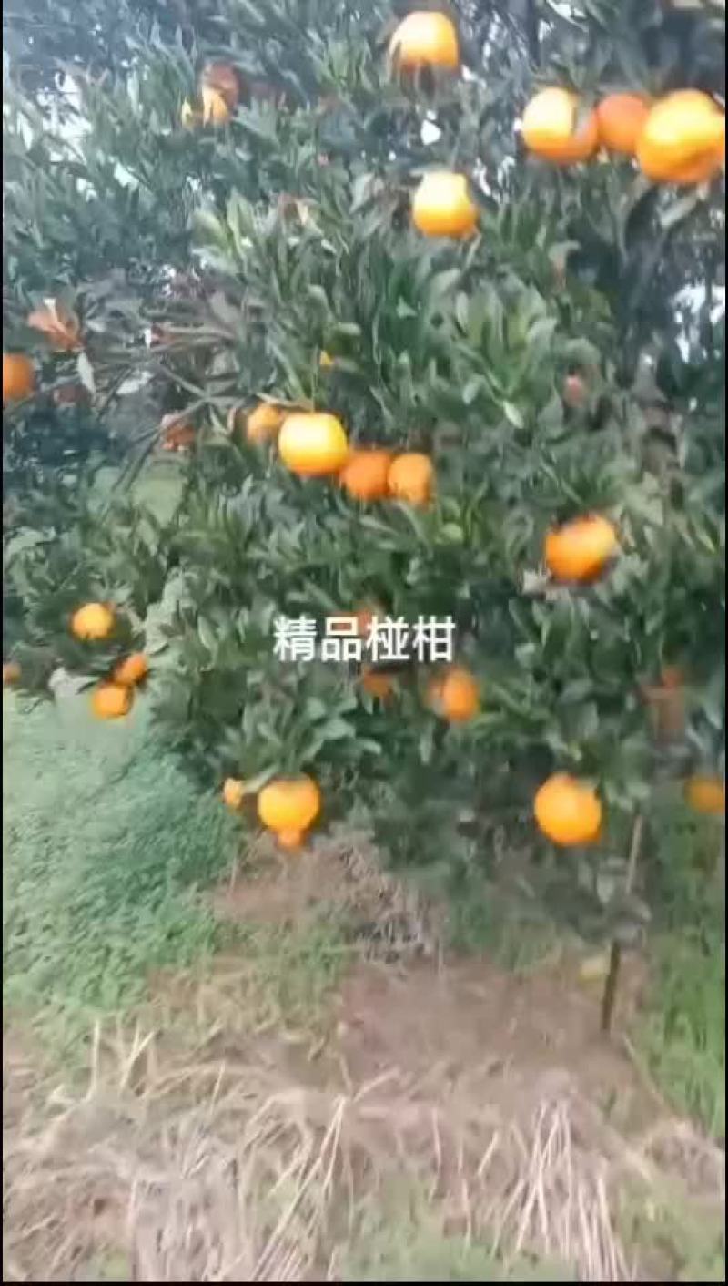 椪柑