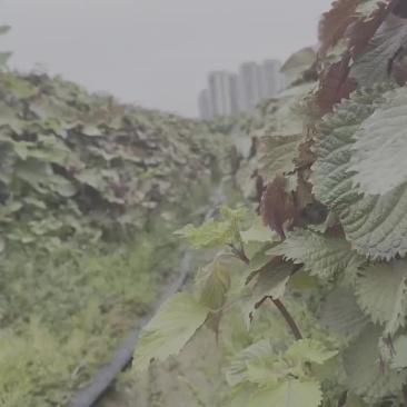 新鲜紫苏场地批发