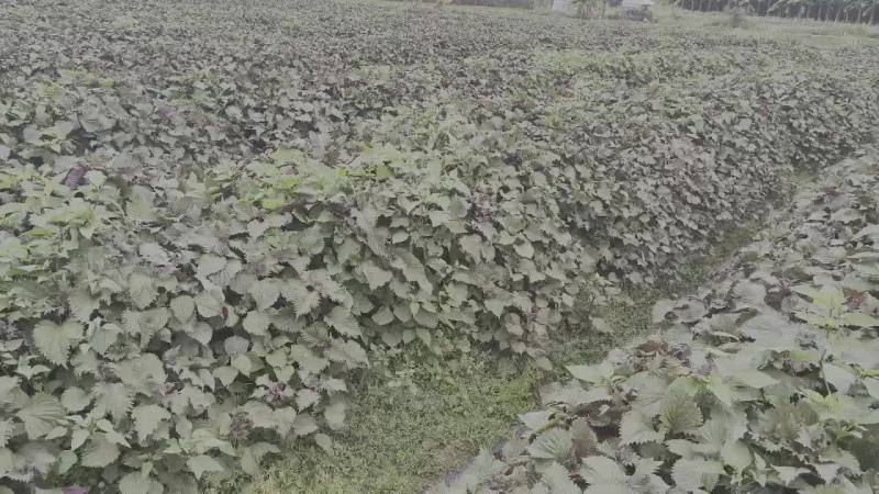 新鲜紫苏场地批发
