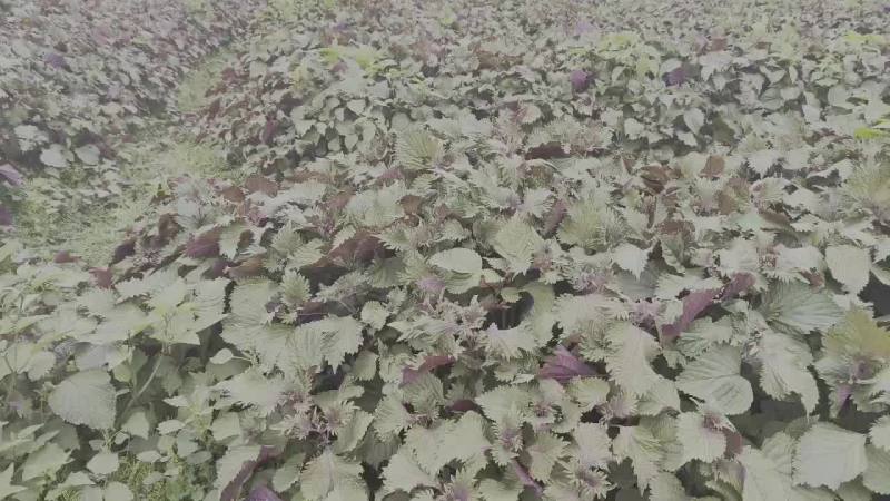 新鲜紫苏场地批发