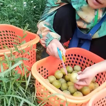贵州六马蜂糖李
