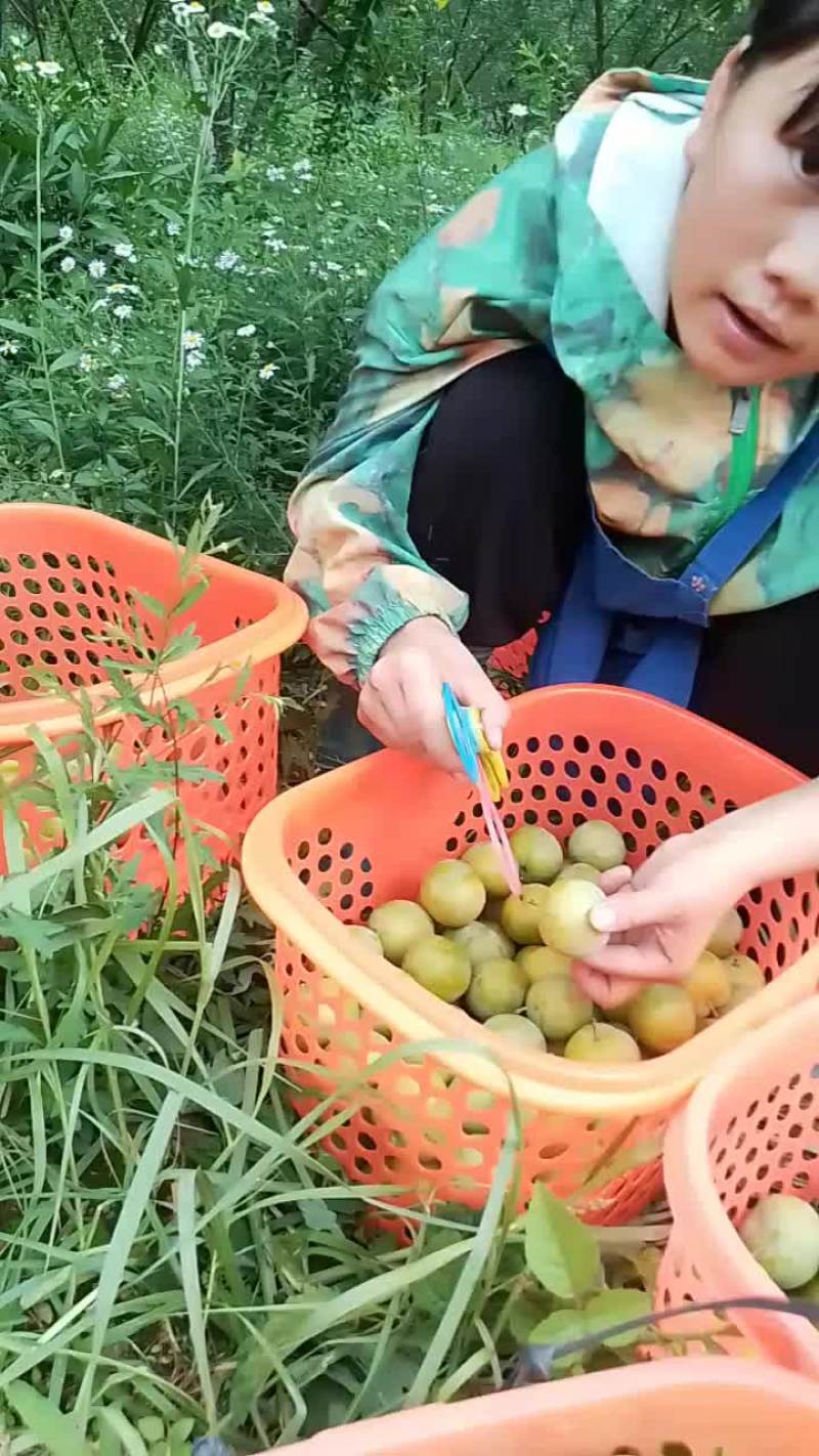 贵州六马蜂糖李