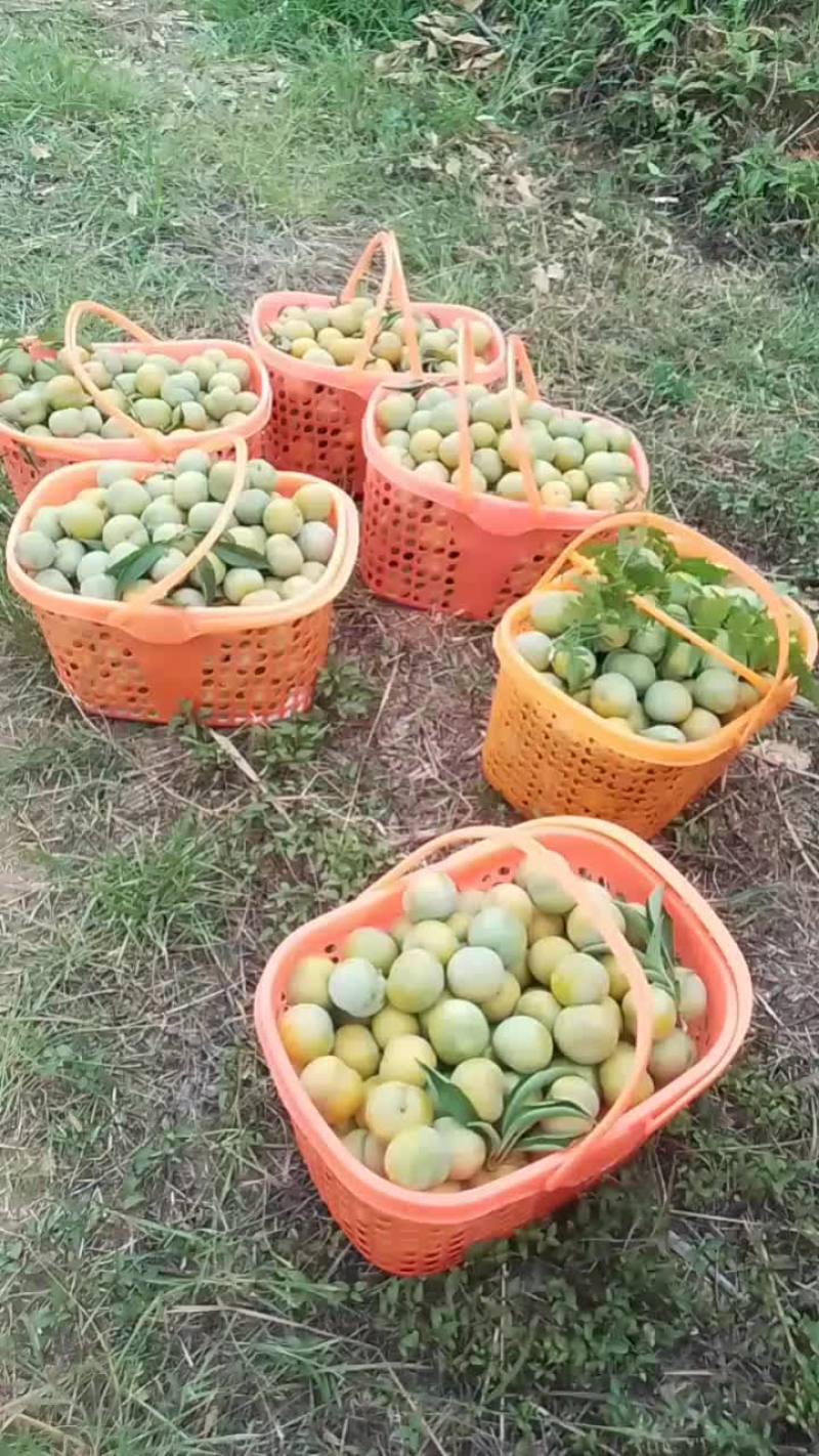 贵州六马蜂糖李