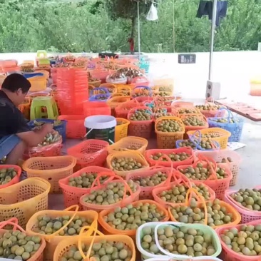 贵州六马蜂糖李
