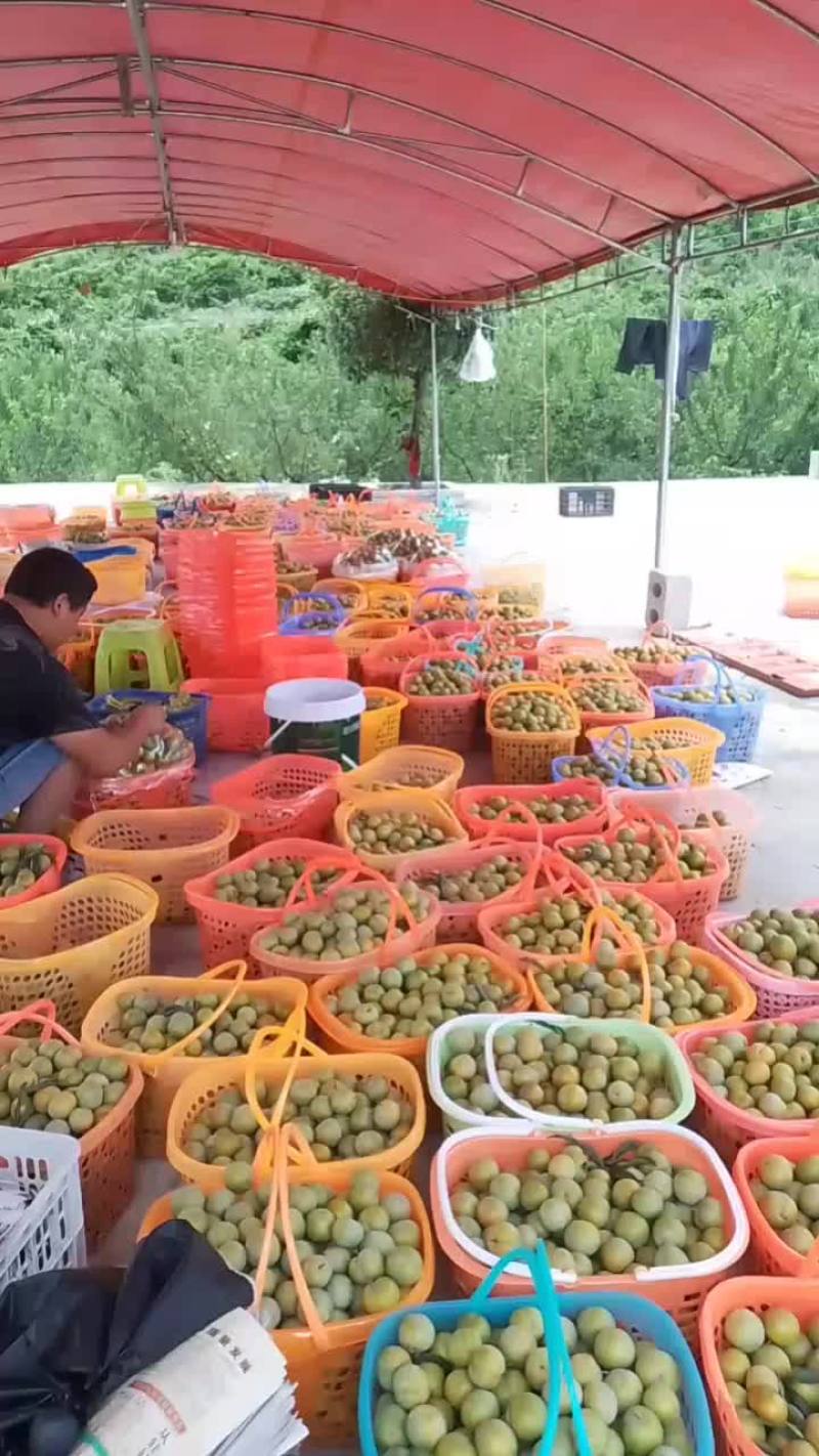 贵州六马蜂糖李