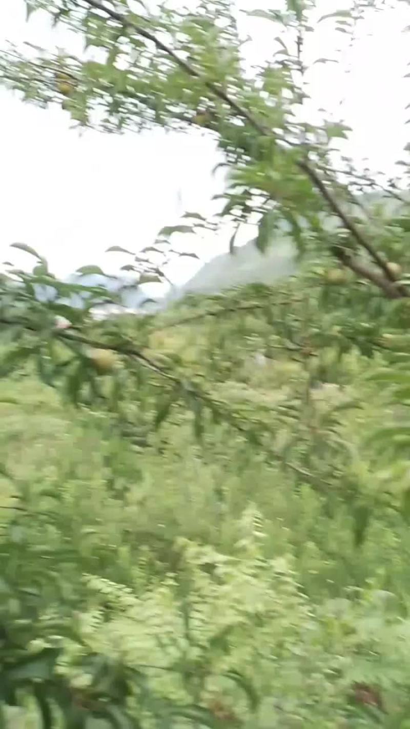 贵州六马蜂糖李