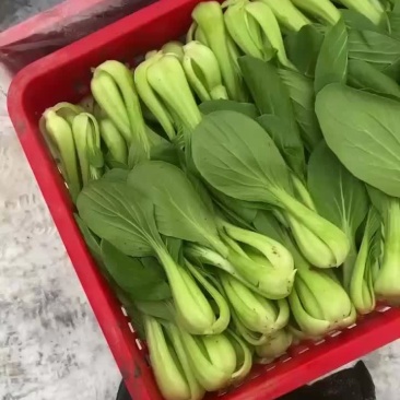 油菜