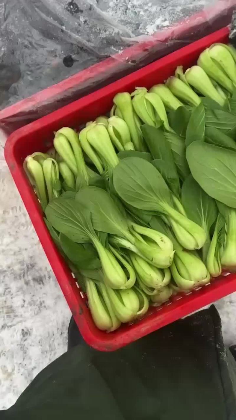 油菜