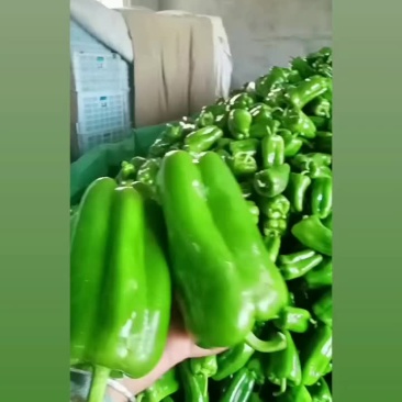 优质青椒，