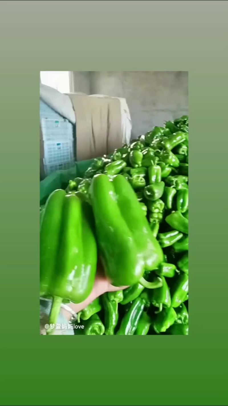 优质青椒，
