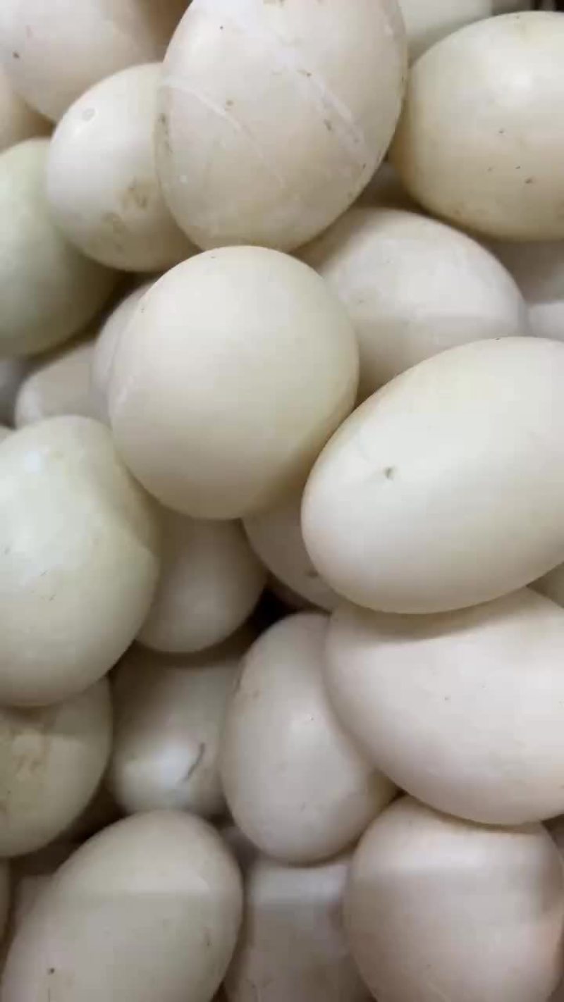 双黄蛋