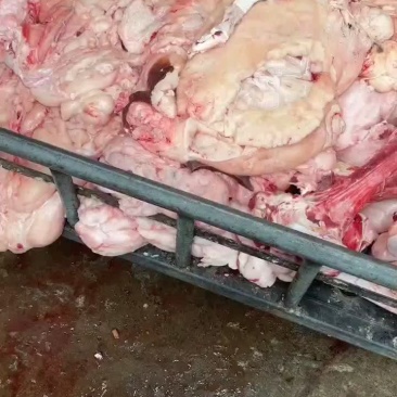 精品无任何杂油在里面都是纯干牛腰油一块一块散冻价格适中