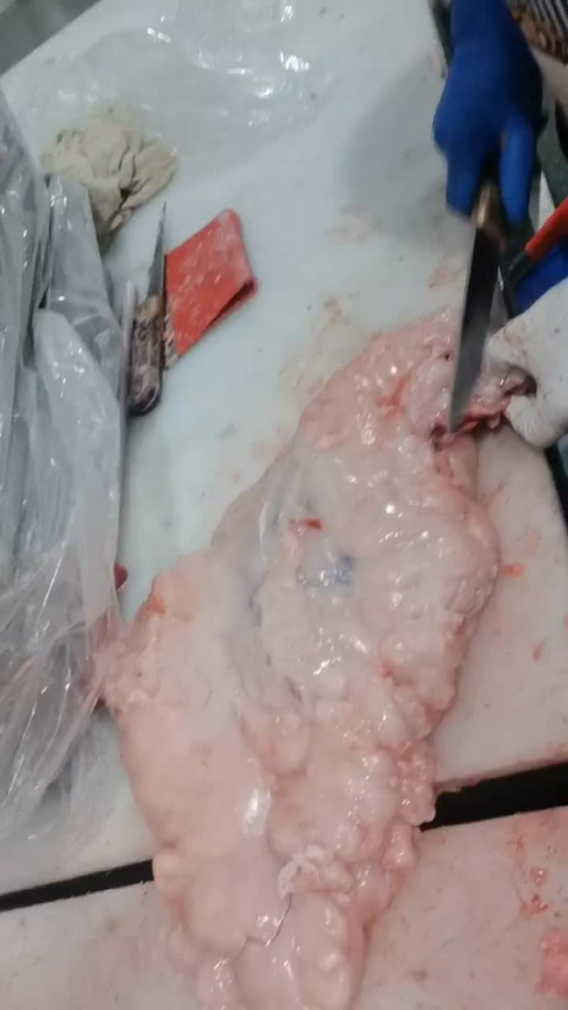 精品无任何杂油在里面都是纯干牛腰油一块一块散冻价格适中