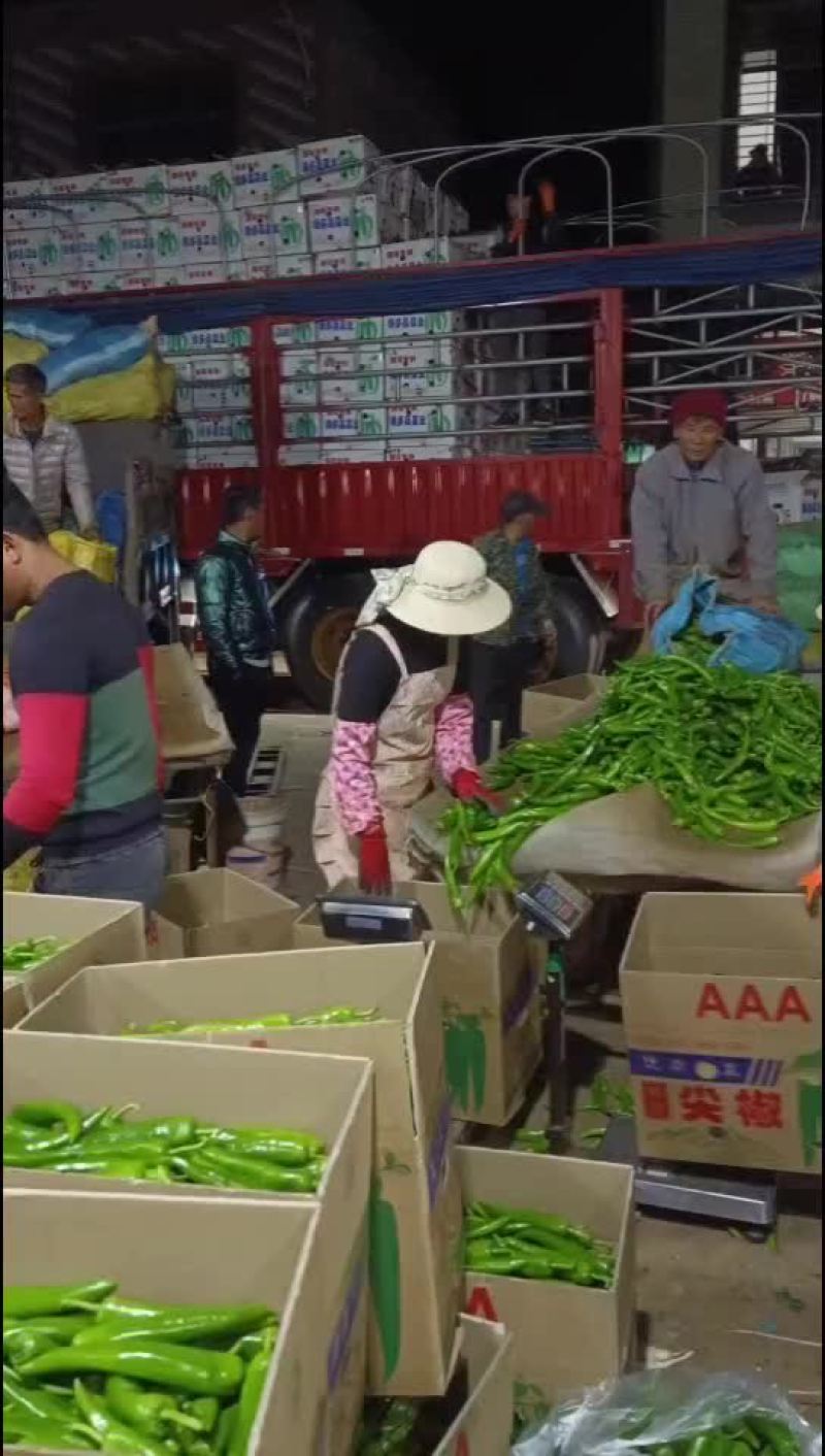 螺线大量上市，品质很好，有需要的老板联系我