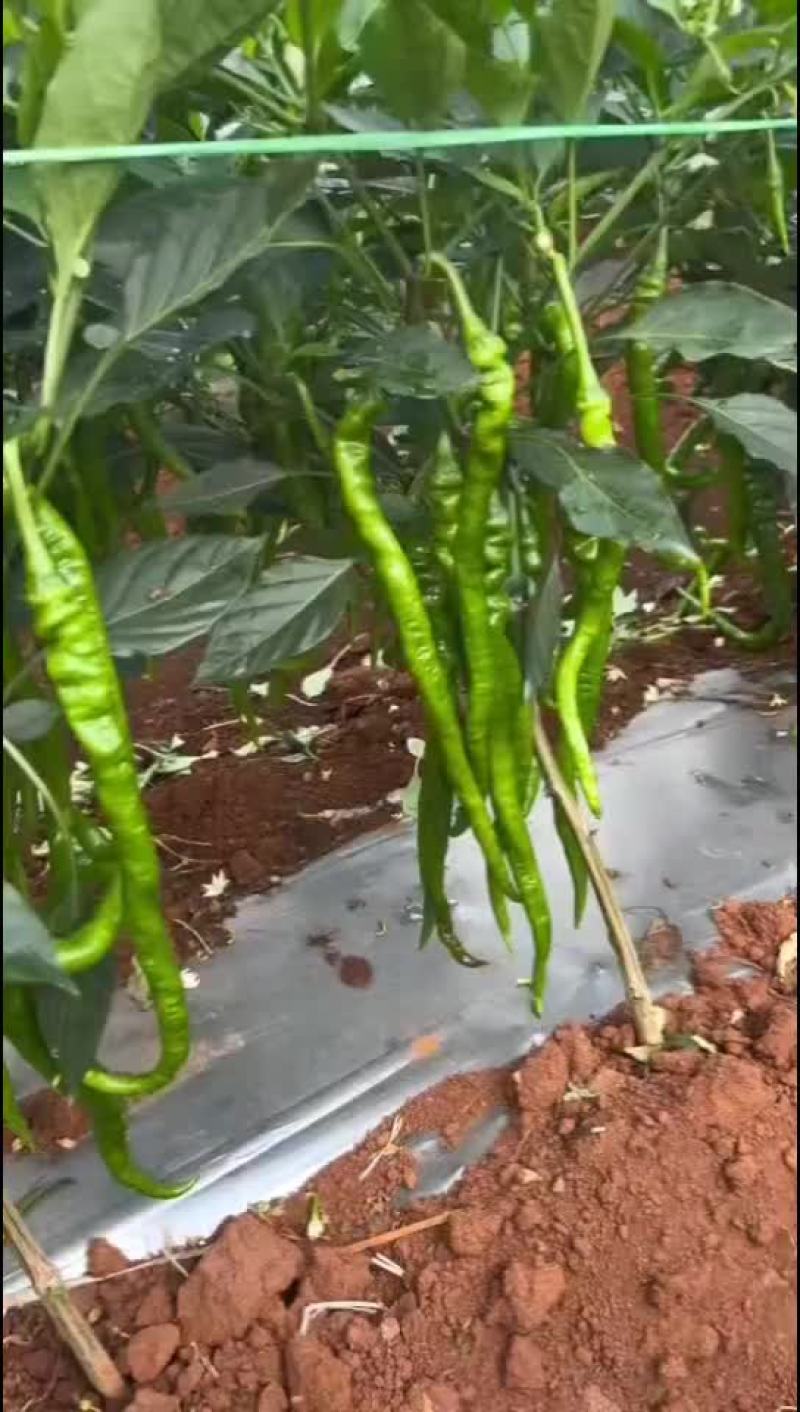 螺线大量上市，品质很好，有需要的老板联系我