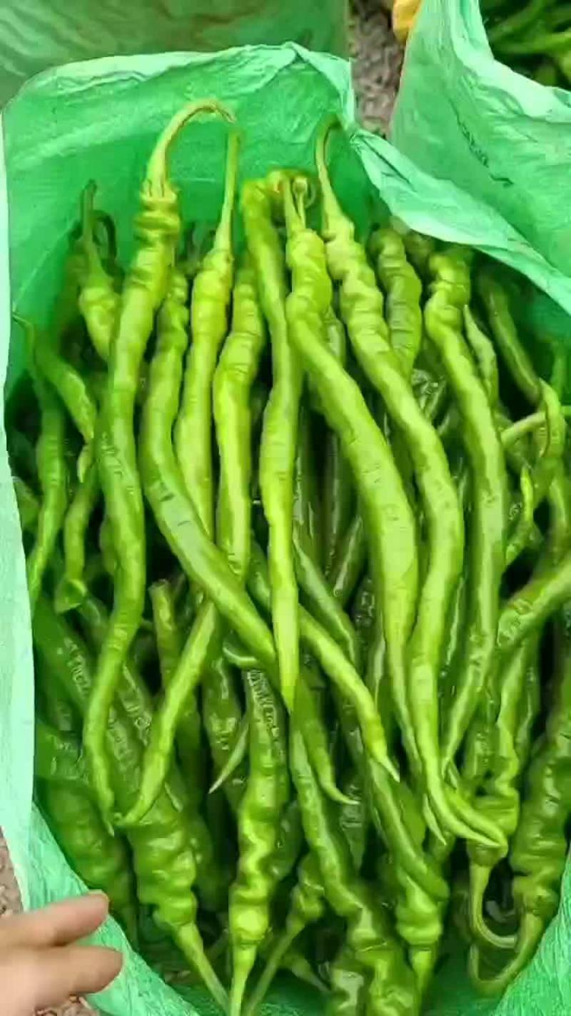 螺线大量上市，品质很好，有需要的老板联系我
