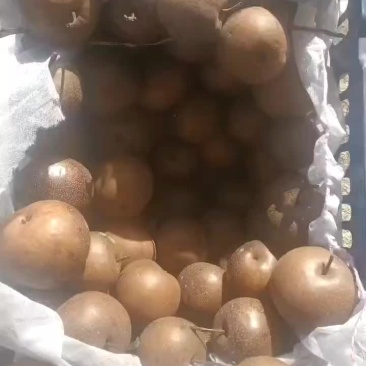 东北冻梨花盖冻梨绥中县