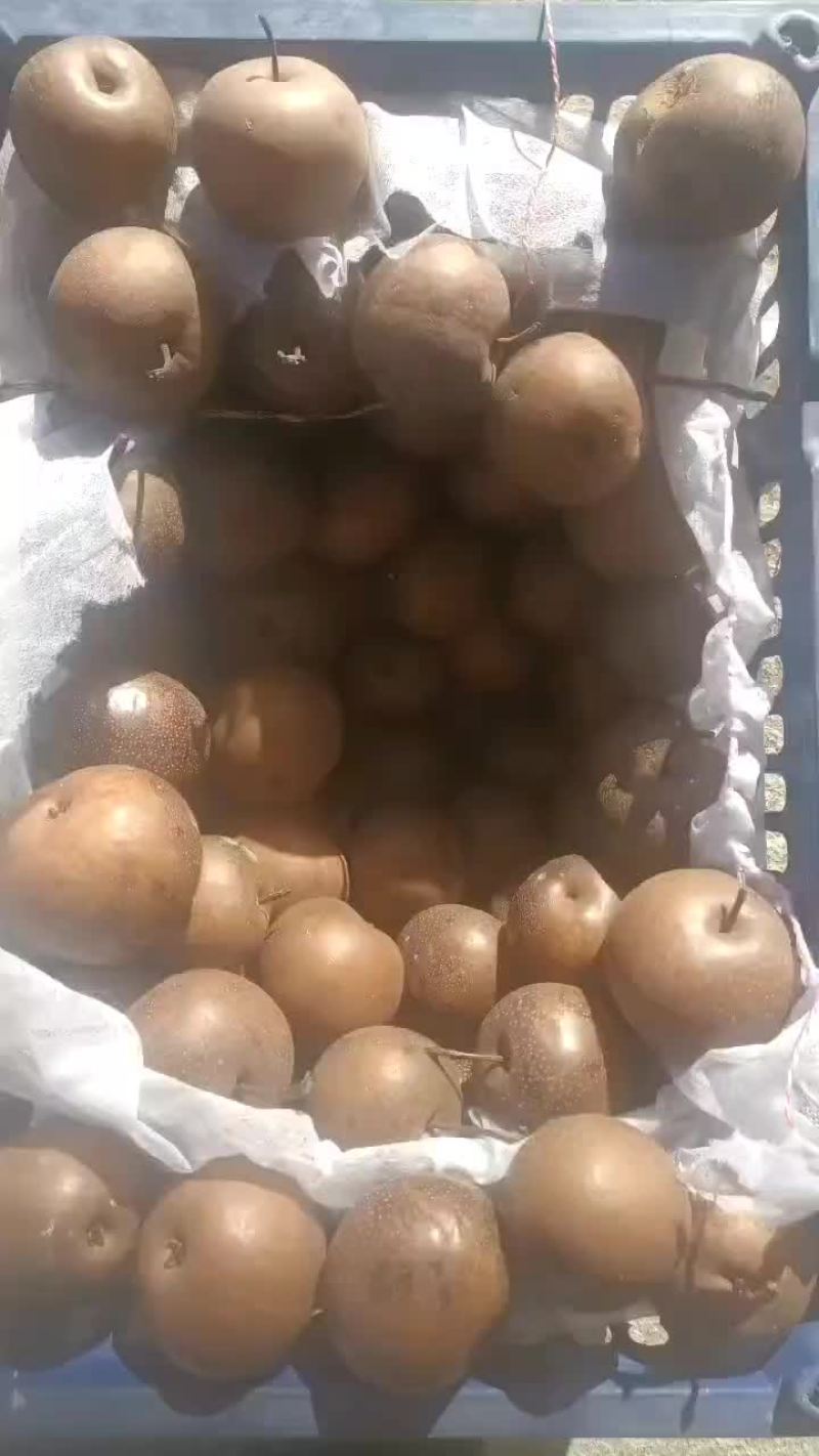 东北冻梨花盖冻梨绥中县