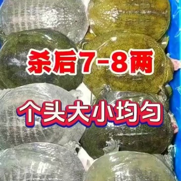 半斤到一斤活体现杀真空包装量大价优