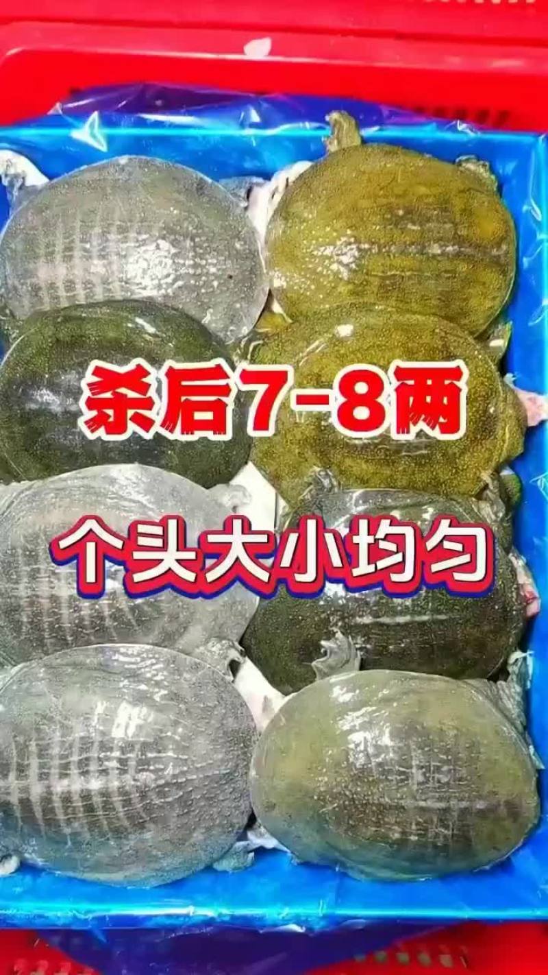 半斤到一斤活体现杀真空包装量大价优