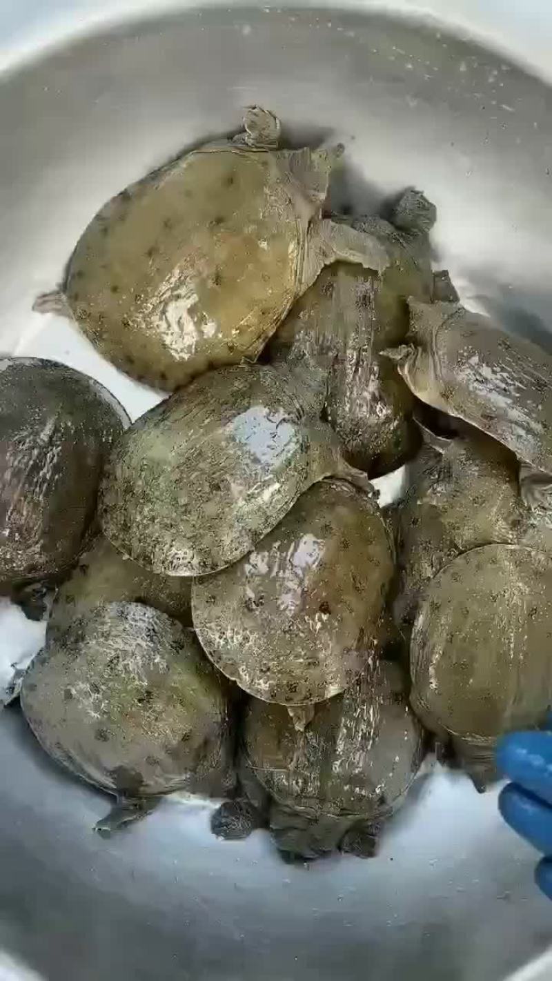 半斤到一斤活体现杀真空包装量大价优