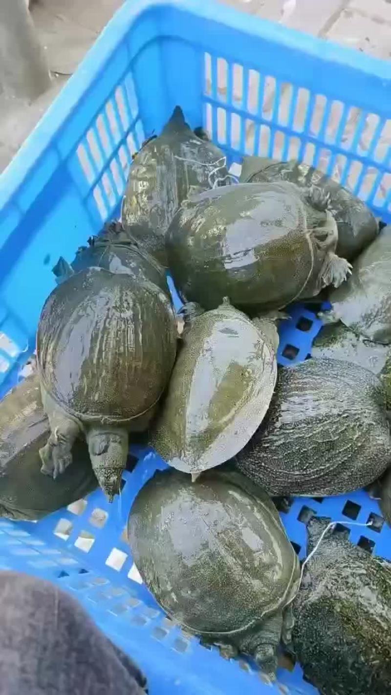 半斤到一斤活体现杀真空包装量大价优