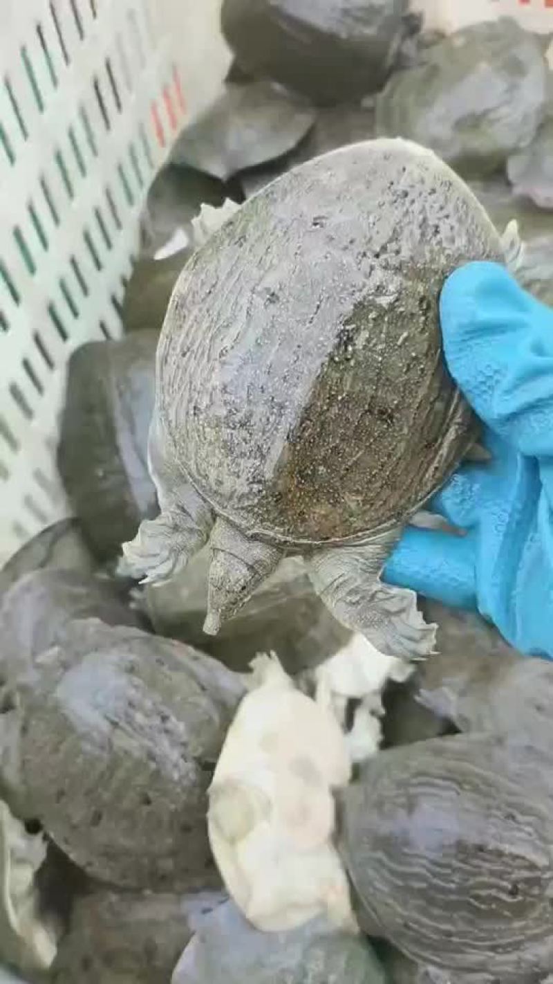 半斤到一斤活体现杀真空包装量大价优