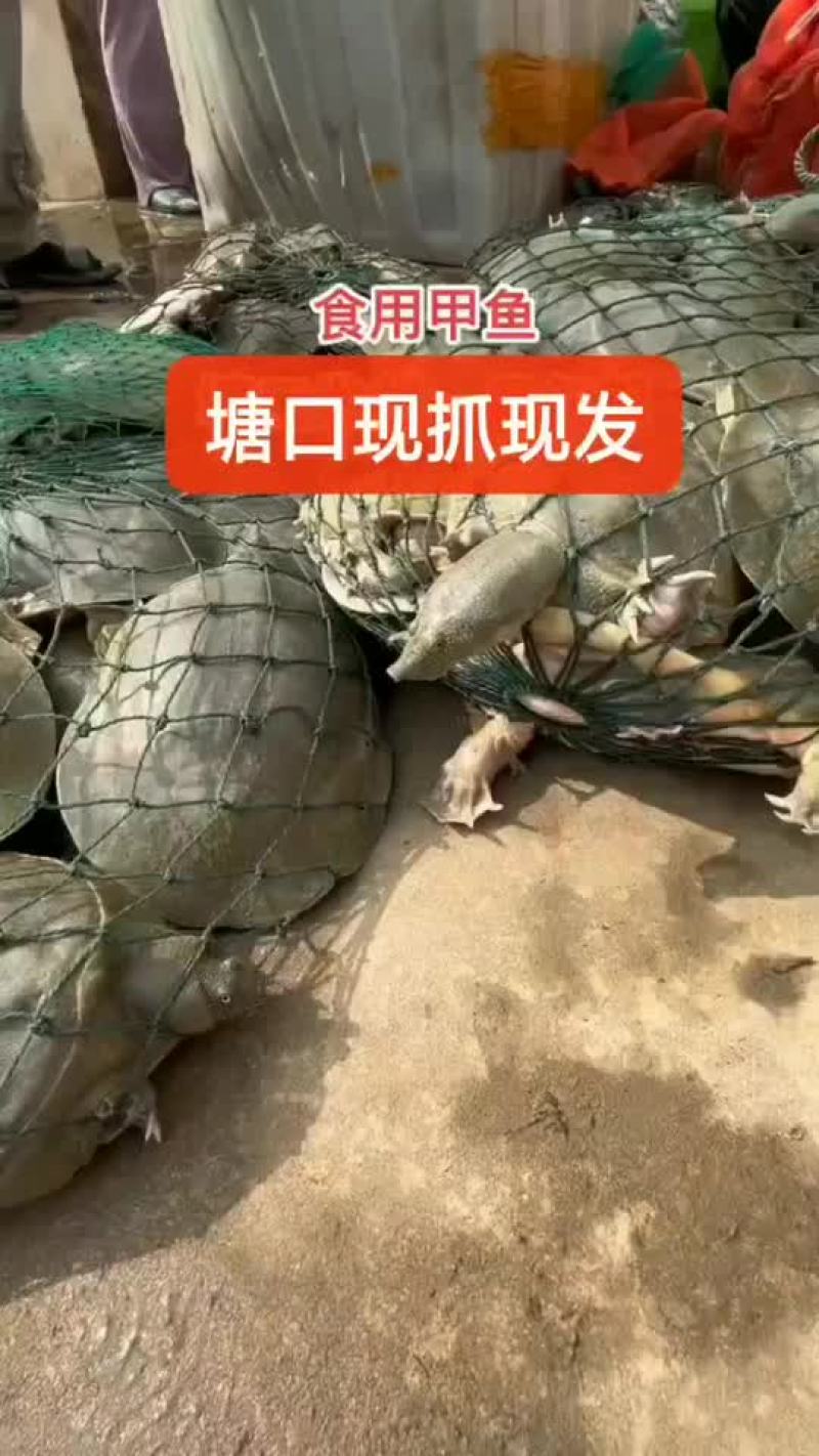半斤到一斤活体现杀真空包装量大价优