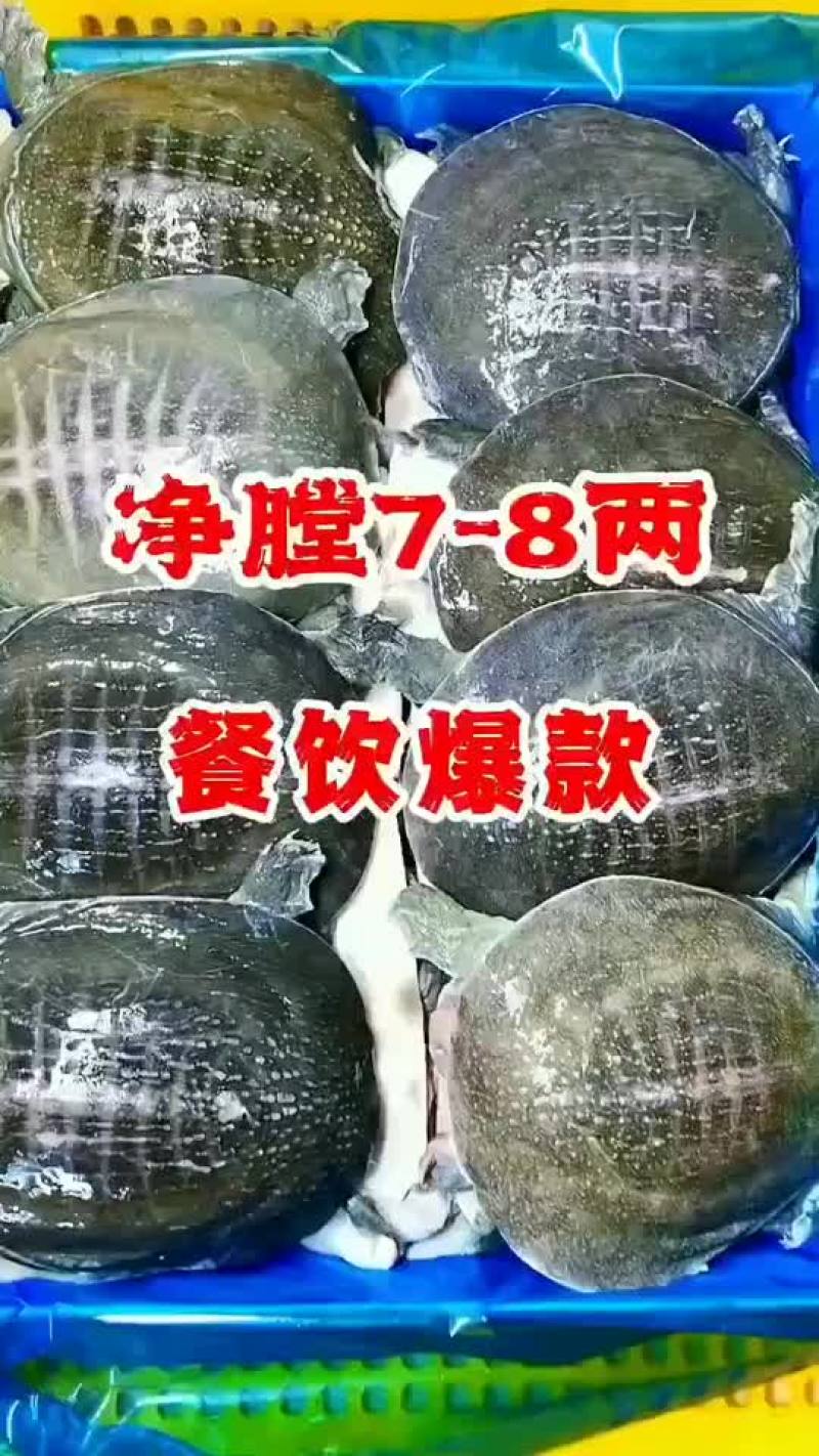 半斤到一斤活体现杀真空包装量大价优