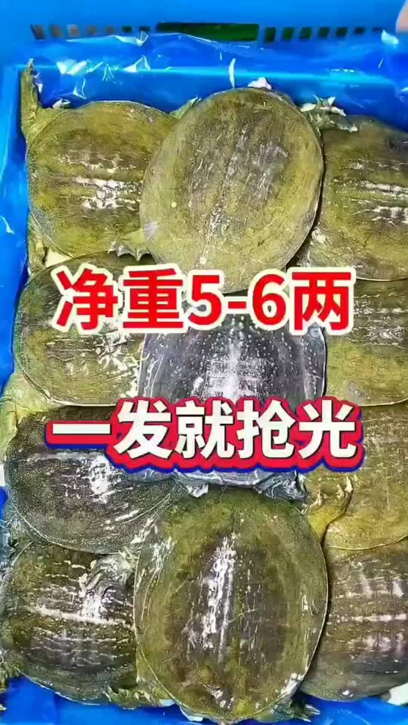 半斤到一斤活体现杀真空包装量大价优