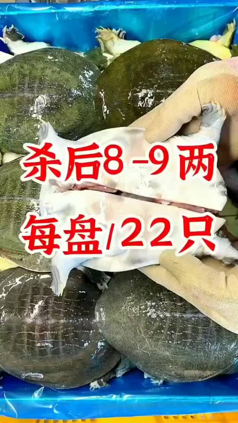 半斤到一斤活体现杀真空包装量大价优