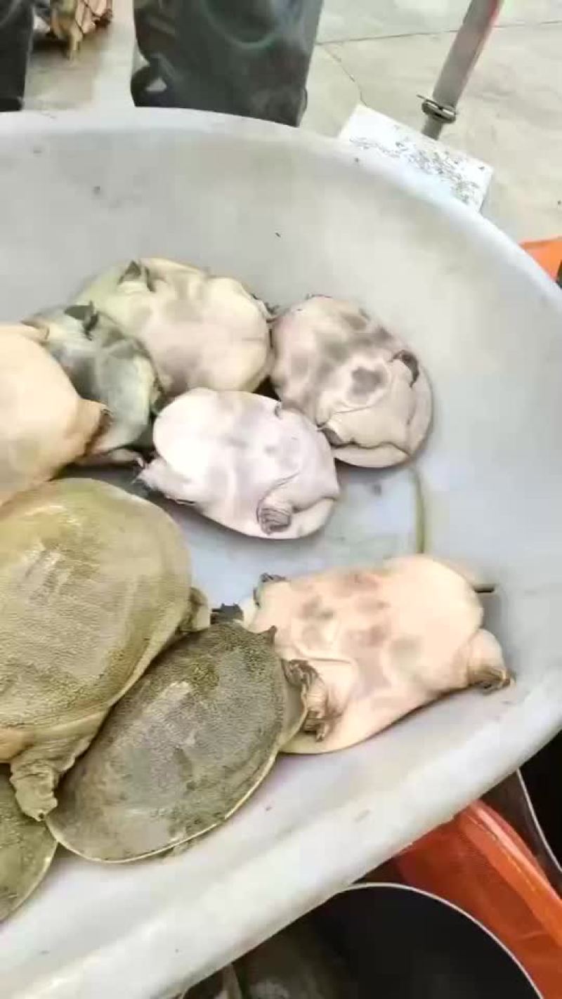半斤到一斤活体现杀真空包装量大价优