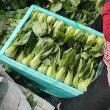 上海青各类蔬菜代收