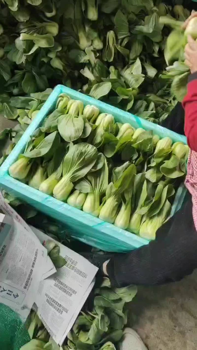 上海青各类蔬菜代收